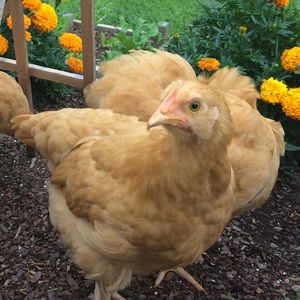 Meet your Posher, Tammy